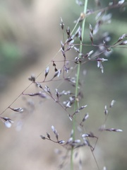 Sporobolus flexuosus