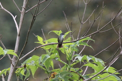 Saucerottia cyanocephala