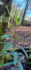 Pimelea axiflora axiflora