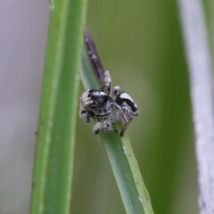 Maratus