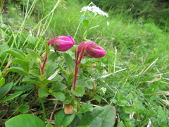 Rhododendron camtschaticum