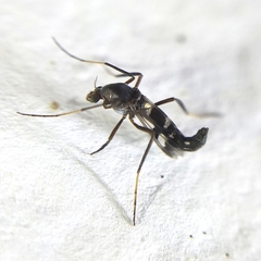 Chironomoidea
