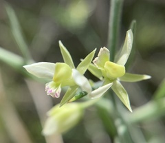 Rhinotropis acanthoclada