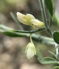 Rhinotropis acanthoclada