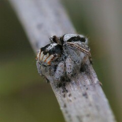 Maratus