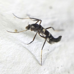 Chironomoidea