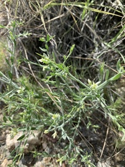 Rhinotropis acanthoclada