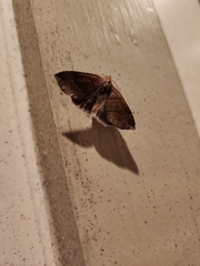 Parallelia bistriaris