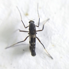 Chironomoidea