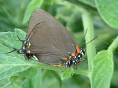 Atlides halesus