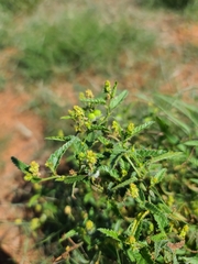 Tragia ramosa
