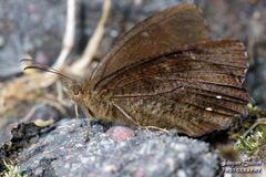 Satyrinae
