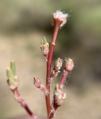 Portulaca halimoides