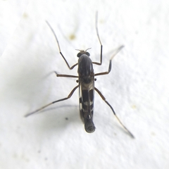 Chironomoidea