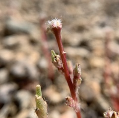 Portulaca halimoides