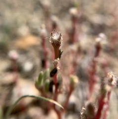 Portulaca halimoides