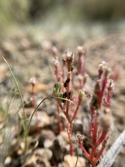 Portulaca halimoides