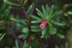 Styphelieae