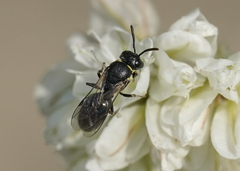 Hylaeus