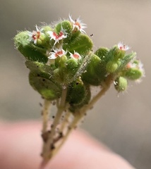 Euphorbia setiloba