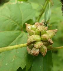 Ampelomyia vitiscoryloides