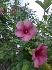 Allamanda blanchetii