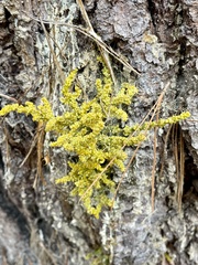 Arceuthobium littorum