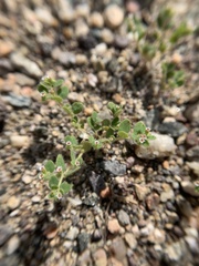 Euphorbia setiloba