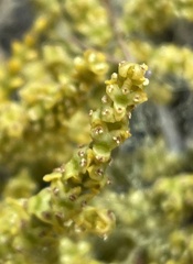 Arceuthobium littorum