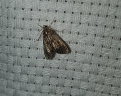 Elophila gyralis