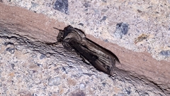 Agrotis venerabilis