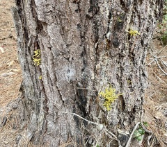 Arceuthobium littorum