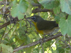 Icteria virens