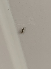 Campyloneura virgula