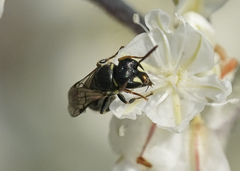Hylaeus