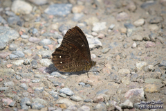 Satyrinae