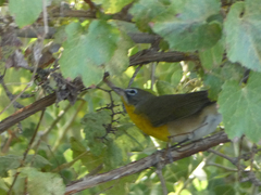 Icteria virens