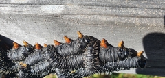 Perga dorsalis