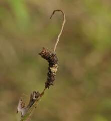 Limenitis