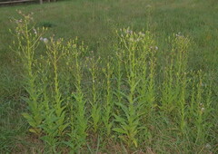 Erechtites hieraciifolius