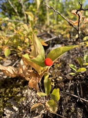 Prosartes trachycarpa