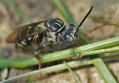 Triepeolus pectoralis