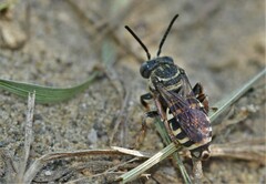 Triepeolus pectoralis