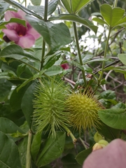 Allamanda blanchetii