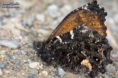 Steremnia monachella