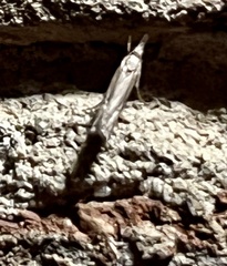 Parapediasia decorellus