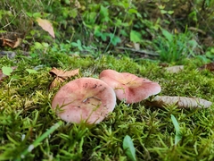 Russula fragilis