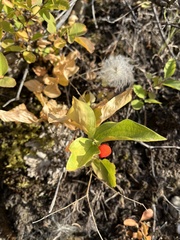 Prosartes trachycarpa