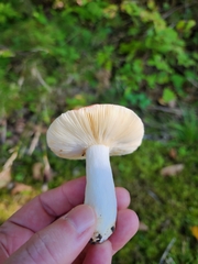 Russula fragilis