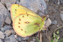 Colias lesbia